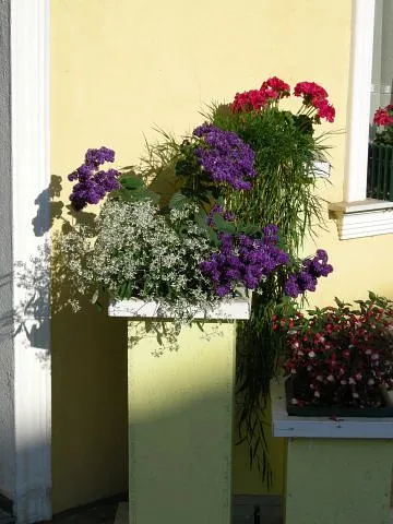 Blumen in Sonne